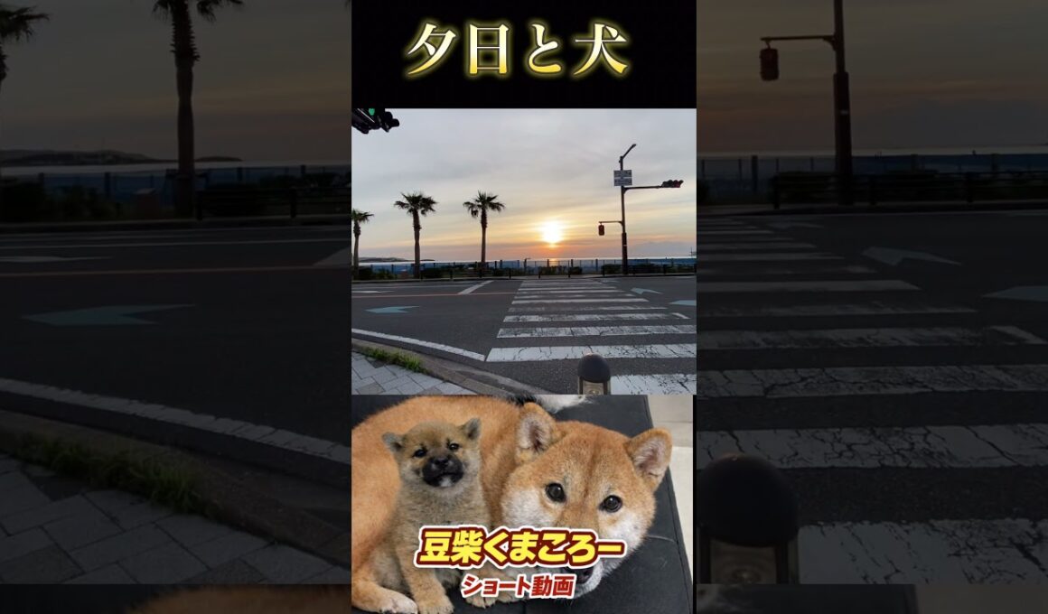 幸せなひととき　#柴犬 　#くまころー　#ポイポイポー君三世　#犬好きと繋がりたい