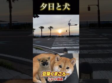 幸せなひととき　#柴犬 　#くまころー　#ポイポイポー君三世　#犬好きと繋がりたい