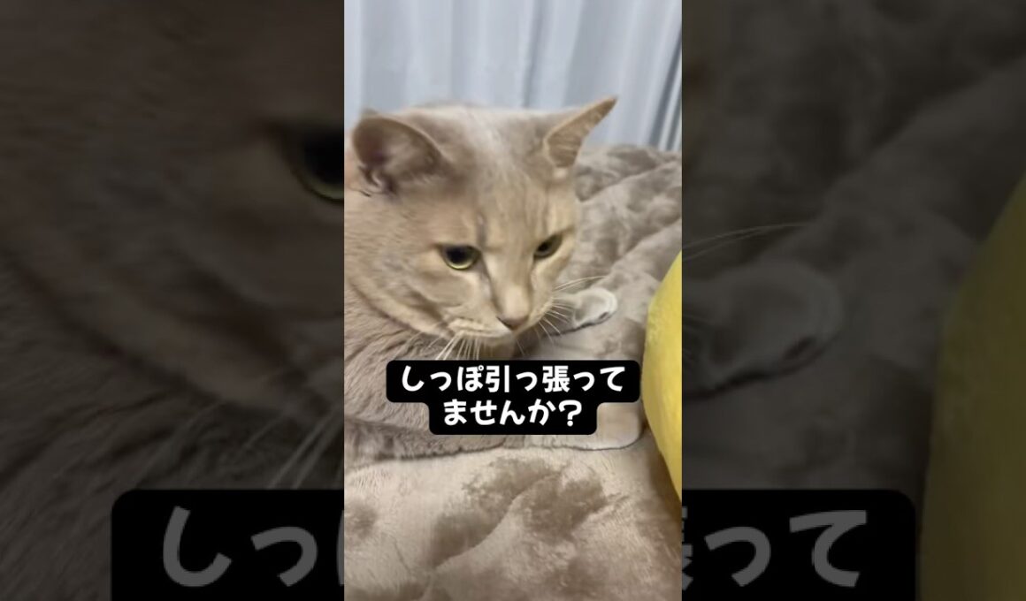しっぽ引っ張って喋らせてる疑惑