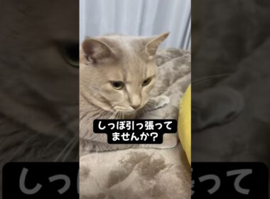 しっぽ引っ張って喋らせてる疑惑