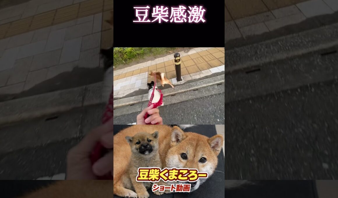 #柴犬 　#くまころー　#ポイポイポー君三世　#犬好きと繋がりたい