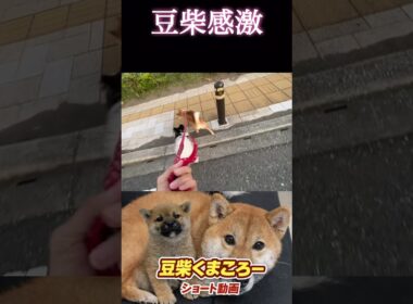 #柴犬 　#くまころー　#ポイポイポー君三世　#犬好きと繋がりたい