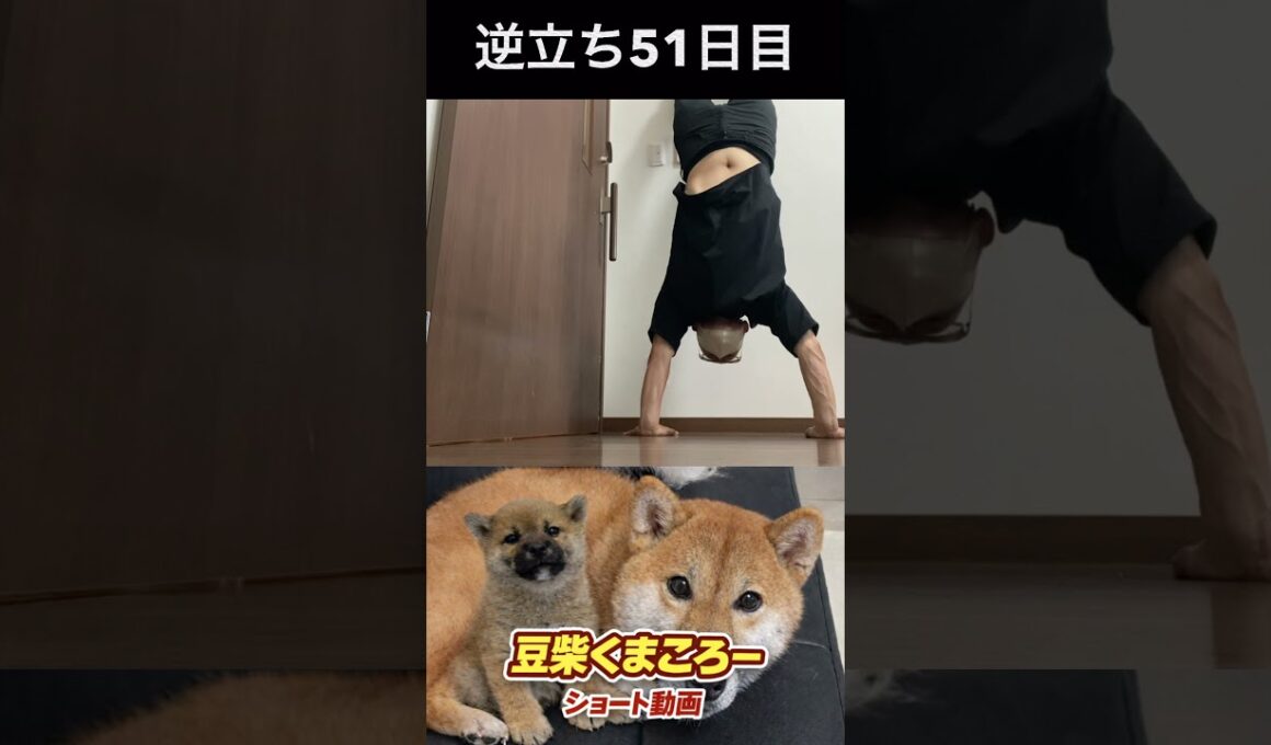 豆柴飼い主　#柴犬 　#くまころー　#ポイポイポー君三世　#犬好きと繋がりたい
