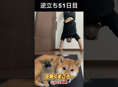 豆柴飼い主　#柴犬 　#くまころー　#ポイポイポー君三世　#犬好きと繋がりたい