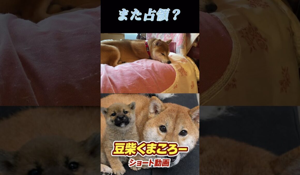 俺の場所は？　#柴犬 　#くまころー　#ポイポイポー君三世　#犬好きと繋がりたい