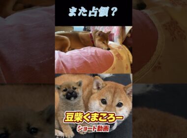 俺の場所は？　#柴犬 　#くまころー　#ポイポイポー君三世　#犬好きと繋がりたい