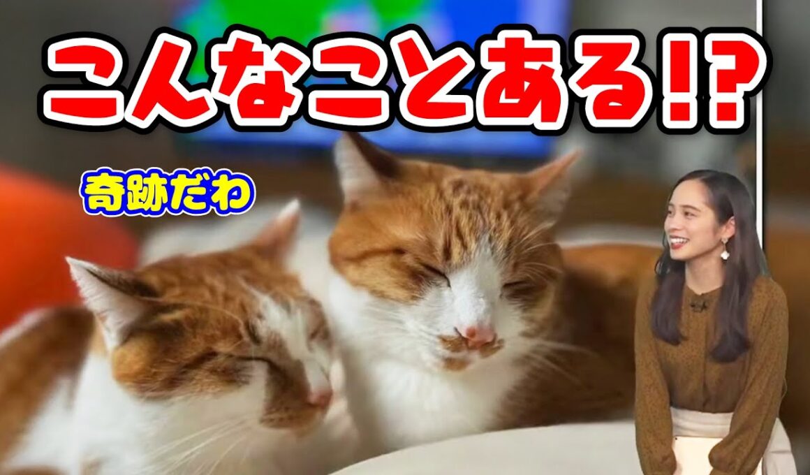 【内田侑希】ニャンニャンの日の奇跡〈WeatherNewsLive〉2023.1.22afternoon