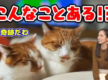【内田侑希】ニャンニャンの日の奇跡〈WeatherNewsLive〉2023.1.22afternoon