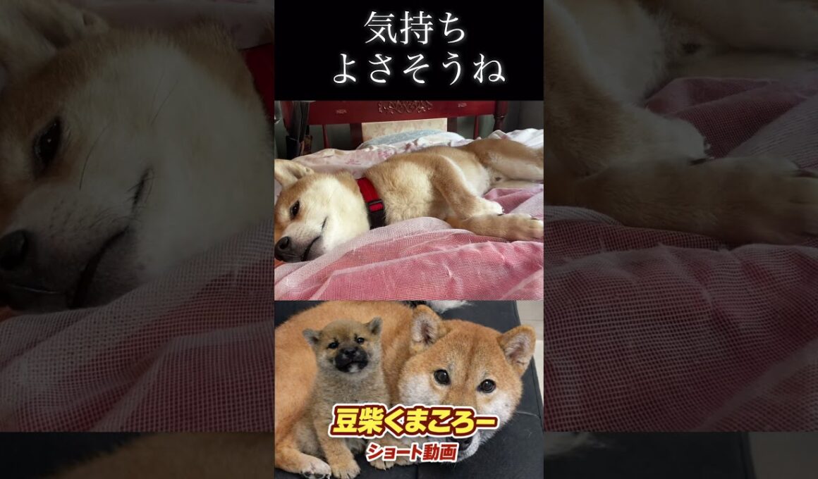 #柴犬 　#くまころー　#ポイポイポー君三世　#犬好きと繋がりたい