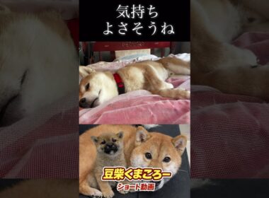 #柴犬 　#くまころー　#ポイポイポー君三世　#犬好きと繋がりたい