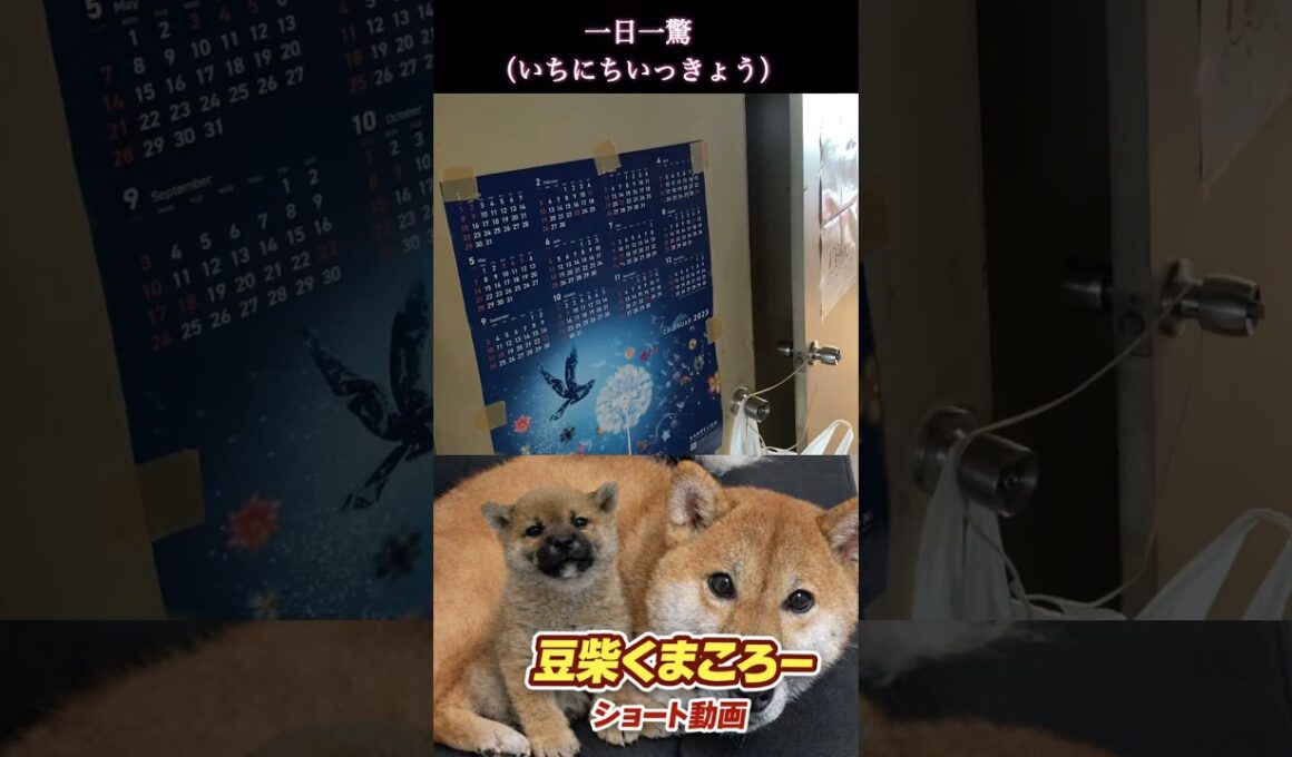 #柴犬 　#くまころー　#ポイポイポー君三世　#犬好きと繋がりたい