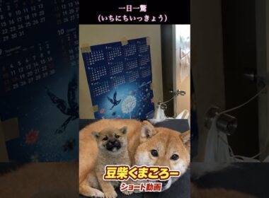 #柴犬 　#くまころー　#ポイポイポー君三世　#犬好きと繋がりたい