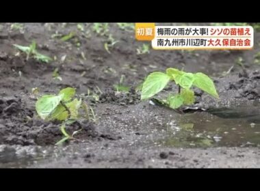 南九州市・川辺町「シソ苗植え」地元住民が参加　秋収穫は9月下旬予定 (26/05/12 18:28)