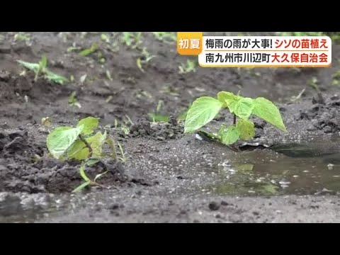 南九州市・川辺町「シソ苗植え」地元住民が参加　秋収穫は9月下旬予定 (26/05/12 18:28)