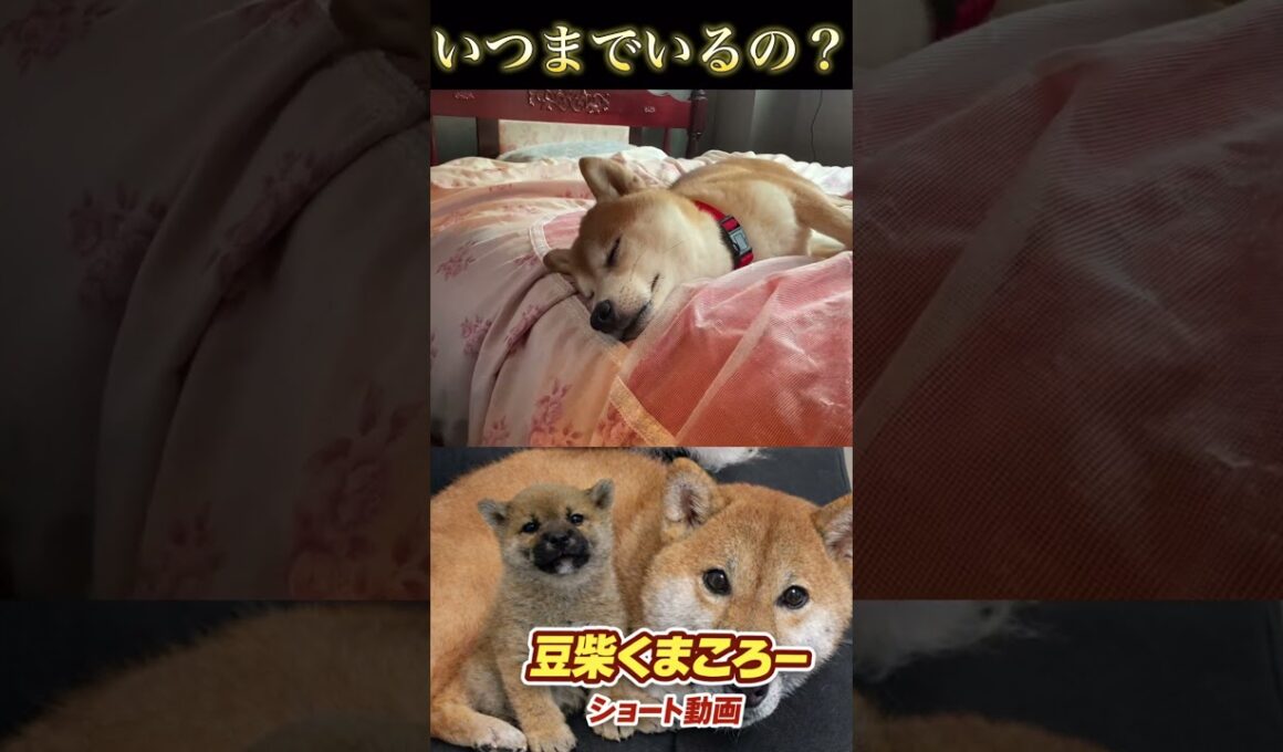 #柴犬 　#くまころー　#ポイポイポー君三世　#犬好きと繋がりたい