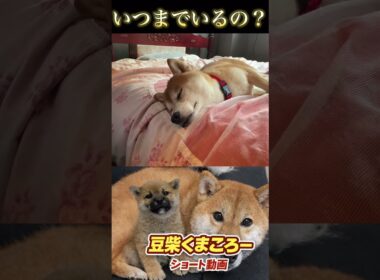 #柴犬 　#くまころー　#ポイポイポー君三世　#犬好きと繋がりたい
