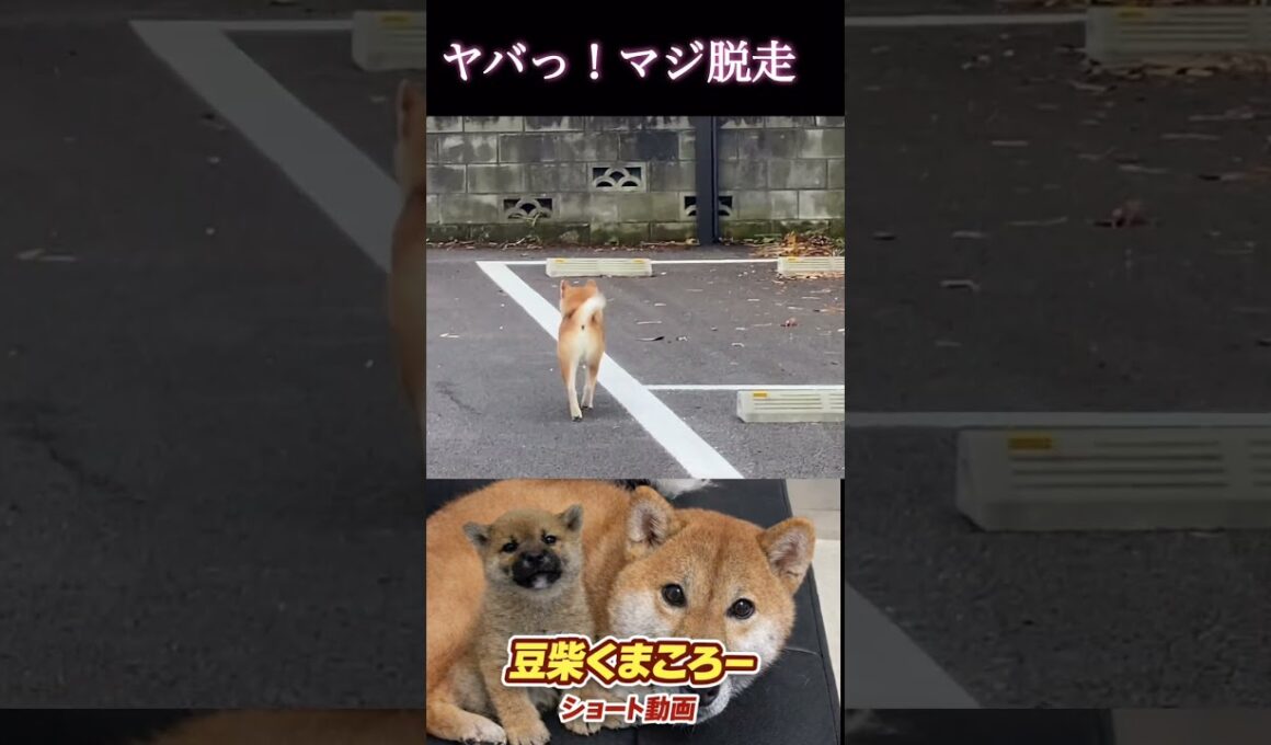 ヤバいマジ　#柴犬 　#くまころー　#ポイポイポー君三世　#犬好きと繋がりたい