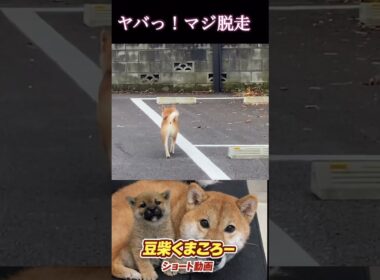 ヤバいマジ　#柴犬 　#くまころー　#ポイポイポー君三世　#犬好きと繋がりたい