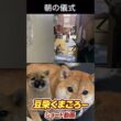 #柴犬 　#くまころー　#ポイポイポー君三世　#犬好きと繋がりたい