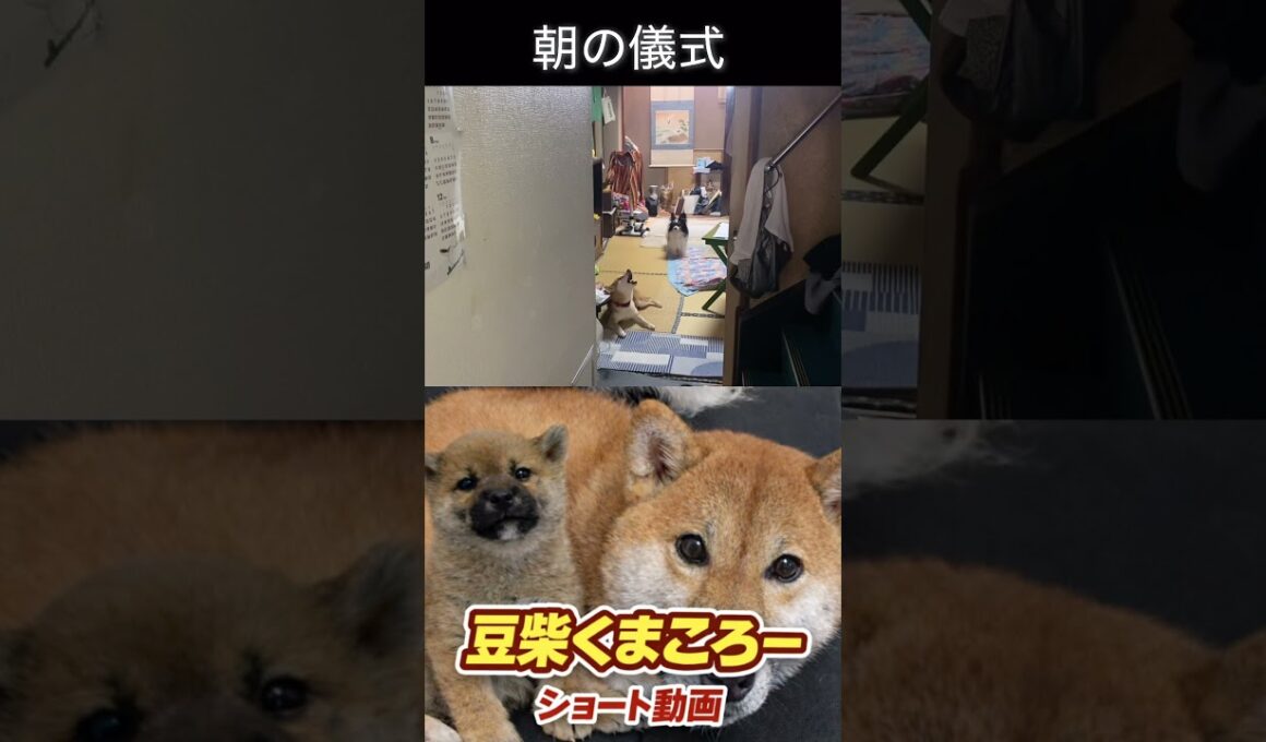 #柴犬 　#くまころー　#ポイポイポー君三世　#犬好きと繋がりたい