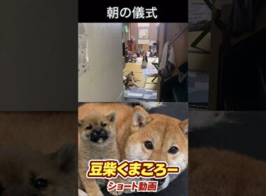 #柴犬 　#くまころー　#ポイポイポー君三世　#犬好きと繋がりたい