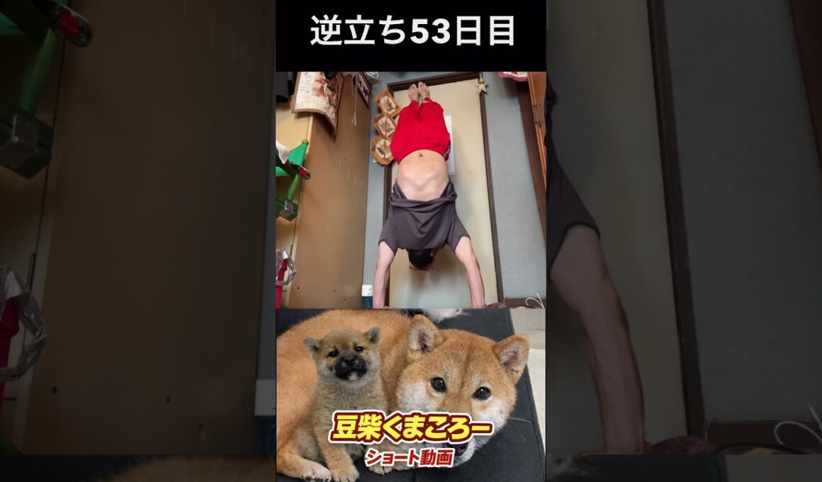 飼い主逆立ち53日目　#柴犬 　#くまころー　#ポイポイポー君三世　#犬好きと繋がりたい