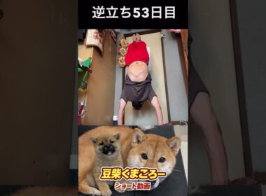 飼い主逆立ち53日目　#柴犬 　#くまころー　#ポイポイポー君三世　#犬好きと繋がりたい
