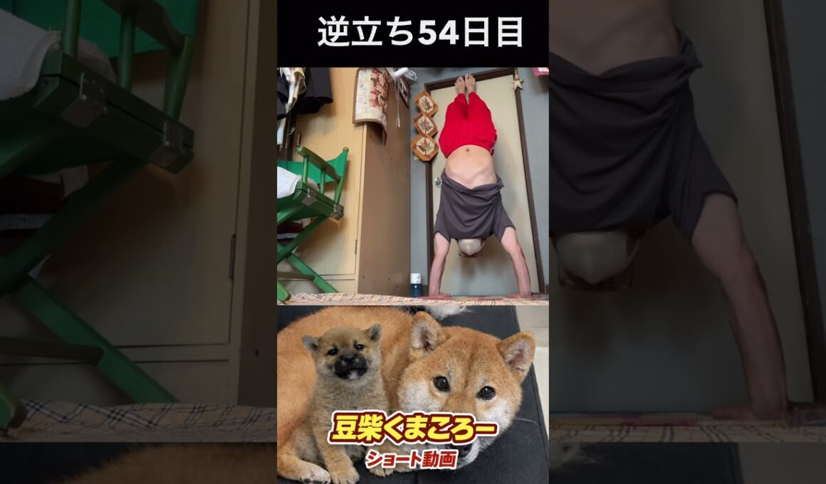 豆柴飼い主　逆立ち54日目　#柴犬 　#くまころー　#ポイポイポー君三世　#犬好きと繋がりたい