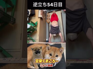 豆柴飼い主　逆立ち54日目　#柴犬 　#くまころー　#ポイポイポー君三世　#犬好きと繋がりたい