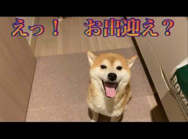 【柴犬飼い主56歳】柴犬と暮らしを考えている方へ　心得5選