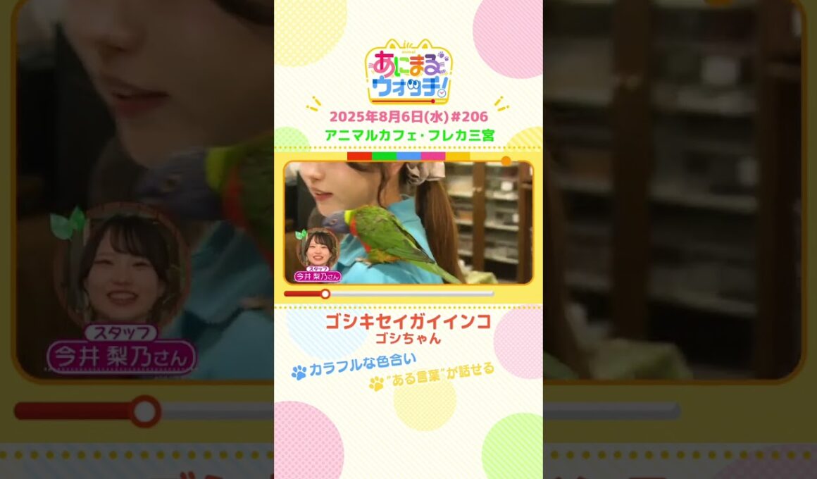 カラフルな色合い！「ゴシキセイガイインコ」 兵庫「フレカ三宮」　#shorts #読売テレビニュース #すまたん #あにまるウォッチ #動物