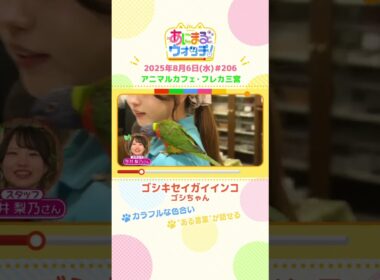 カラフルな色合い！「ゴシキセイガイインコ」 兵庫「フレカ三宮」　#shorts #読売テレビニュース #すまたん #あにまるウォッチ #動物