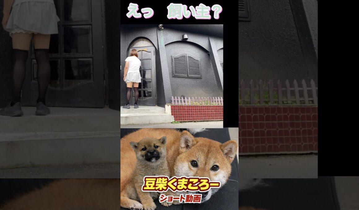 大丈夫？#柴犬 　#くまころー　#ポイポイポー君三世　#犬好きと繋がりたい