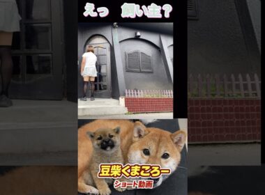 大丈夫？#柴犬 　#くまころー　#ポイポイポー君三世　#犬好きと繋がりたい