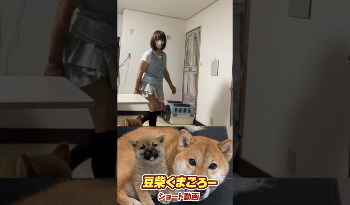 #くまころー飼い主#柴犬 　#くまころー　#ポイポイポー君三世　#犬好きと繋がりたい