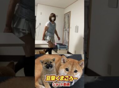 #くまころー飼い主#柴犬 　#くまころー　#ポイポイポー君三世　#犬好きと繋がりたい