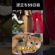飼い主逆立ち55日目　#柴犬 　#くまころー　#ポイポイポー君三世　#犬好きと繋がりたい