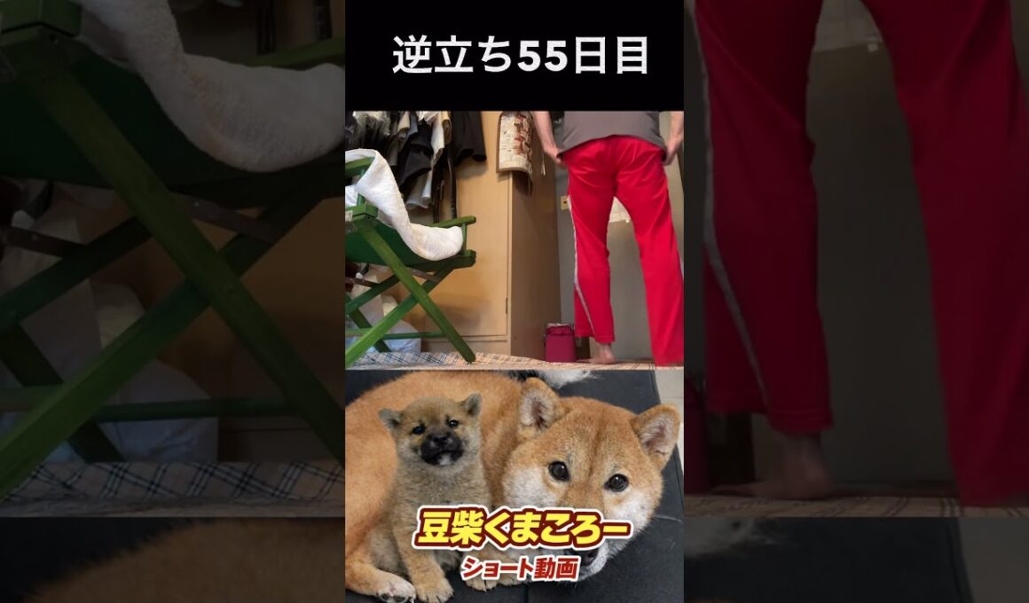 飼い主逆立ち55日目　#柴犬 　#くまころー　#ポイポイポー君三世　#犬好きと繋がりたい