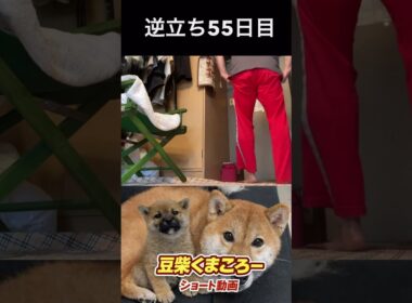 飼い主逆立ち55日目　#柴犬 　#くまころー　#ポイポイポー君三世　#犬好きと繋がりたい