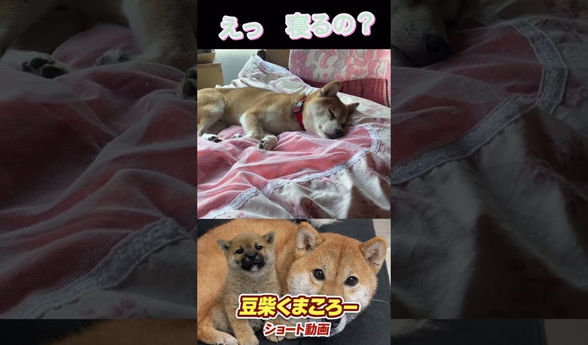 飼い主場所とられる　#柴犬 　#くまころー　#ポイポイポー君三世　#犬好きと繋がりたい