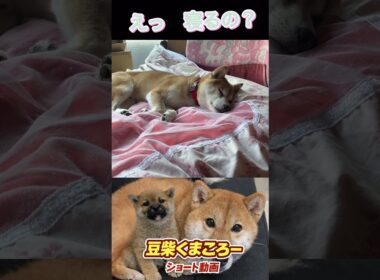 飼い主場所とられる　#柴犬 　#くまころー　#ポイポイポー君三世　#犬好きと繋がりたい