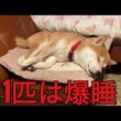 【孤独の56歳】    「氷雨」歌ったら、1匹は感動、1匹は爆睡。