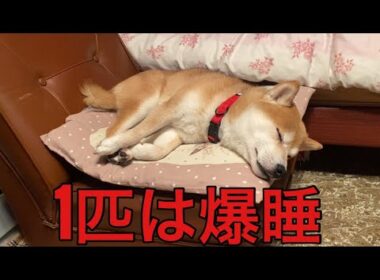 【孤独の56歳】    「氷雨」歌ったら、1匹は感動、1匹は爆睡。
