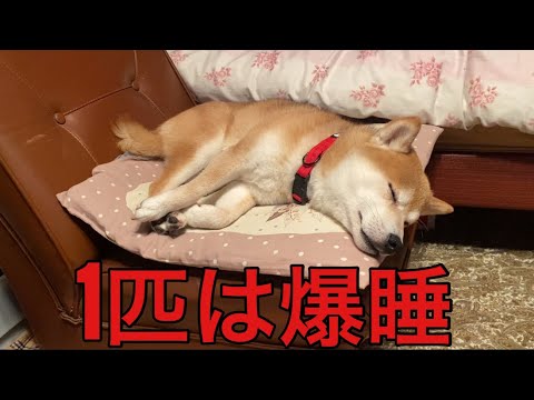 【孤独の56歳】    「氷雨」歌ったら、1匹は感動、1匹は爆睡。