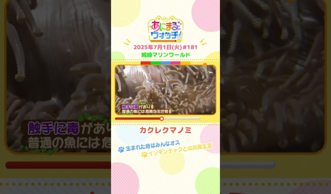 生まれた時はみんなオス！？「カクレクマノミ」兵庫・豊岡市「城崎マリンワールド」　#shorts #読売テレビニュース #すまたん #あにまるウォッチ #動物