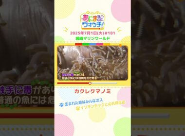 生まれた時はみんなオス！？「カクレクマノミ」兵庫・豊岡市「城崎マリンワールド」　#shorts #読売テレビニュース #すまたん #あにまるウォッチ #動物