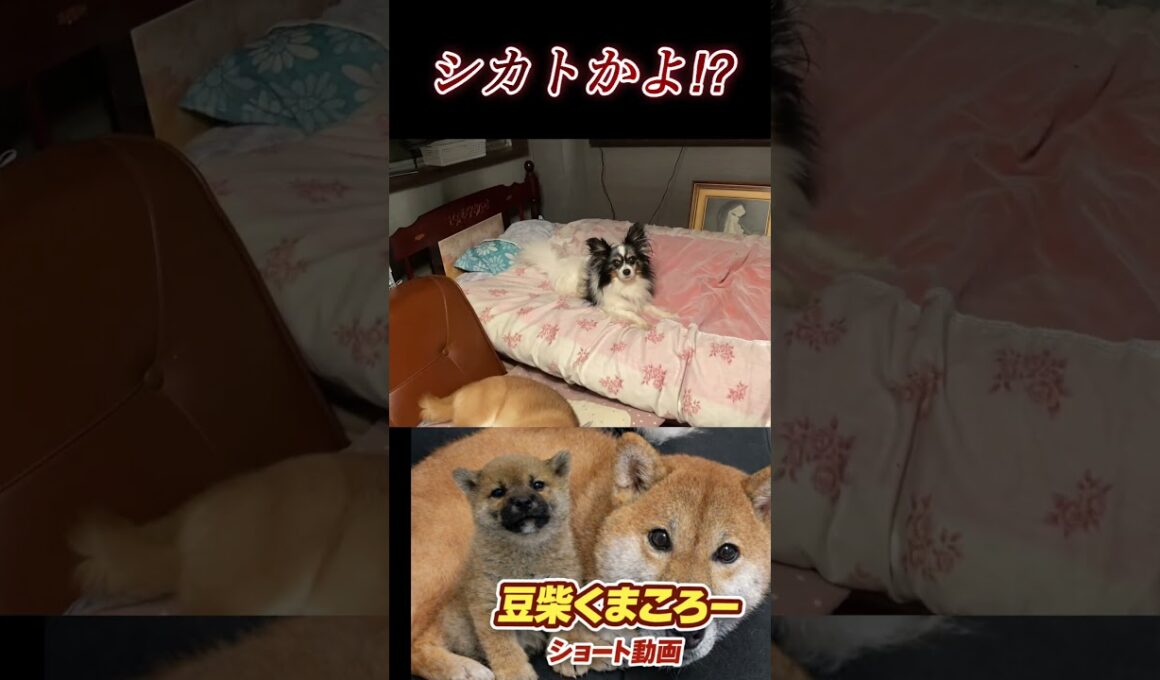 #くまころー 飼い主#柴犬 　#くまころー　#ポイポイポー君三世　#犬好きと繋がりたい