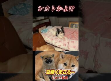#くまころー 飼い主#柴犬 　#くまころー　#ポイポイポー君三世　#犬好きと繋がりたい