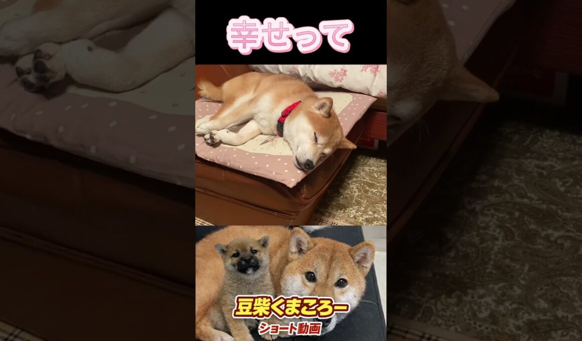 #くまころー飼い主 #柴犬 　#くまころー　#ポイポイポー君三世　#犬好きと繋がりたい