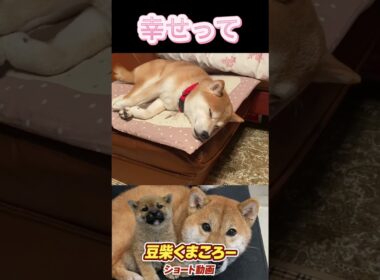 #くまころー飼い主 #柴犬 　#くまころー　#ポイポイポー君三世　#犬好きと繋がりたい